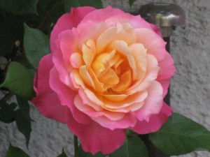 img_4734